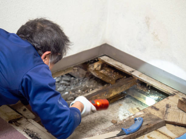 Best Emergency Mold Removal  in Bismarck, ND