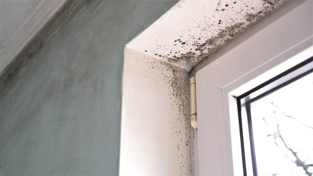 Best Mold Inspection  in Bismarck, ND