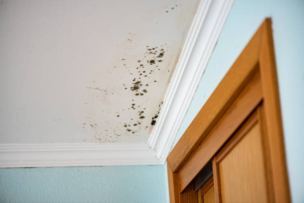 Mold Removal Process in Bismarck, ND