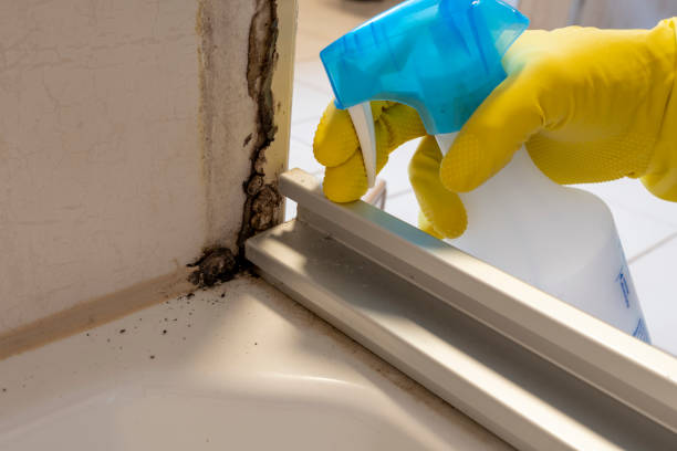 Best Certified Mold Removal  in Bismarck, ND