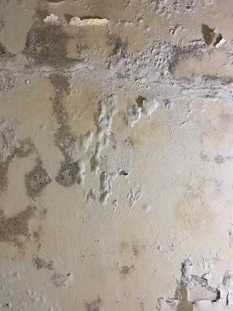 Best Black Mold Removal  in Bismarck, ND