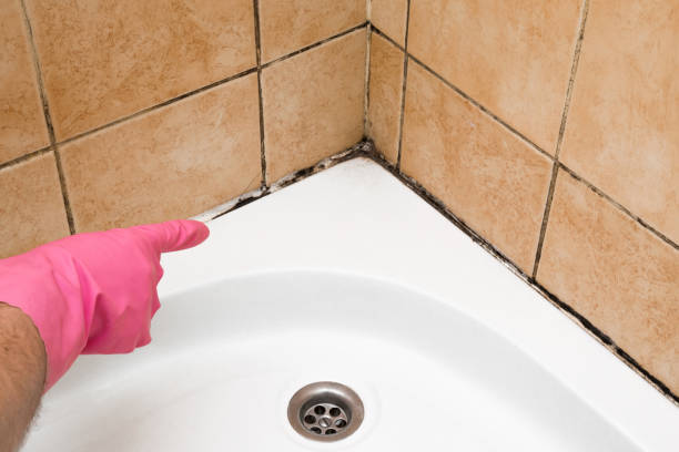 Professional Mold Removal in Bismarck, ND